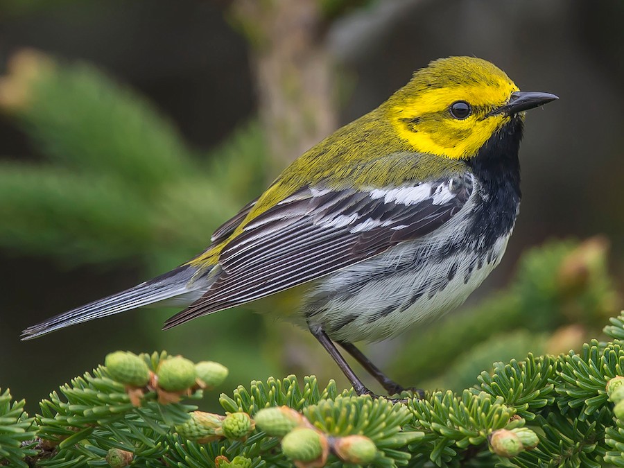 Black-throated Blue Warbler - eBird