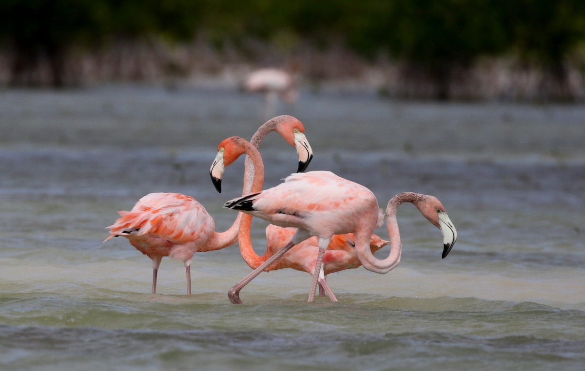 American Flamingo - ML162294181
