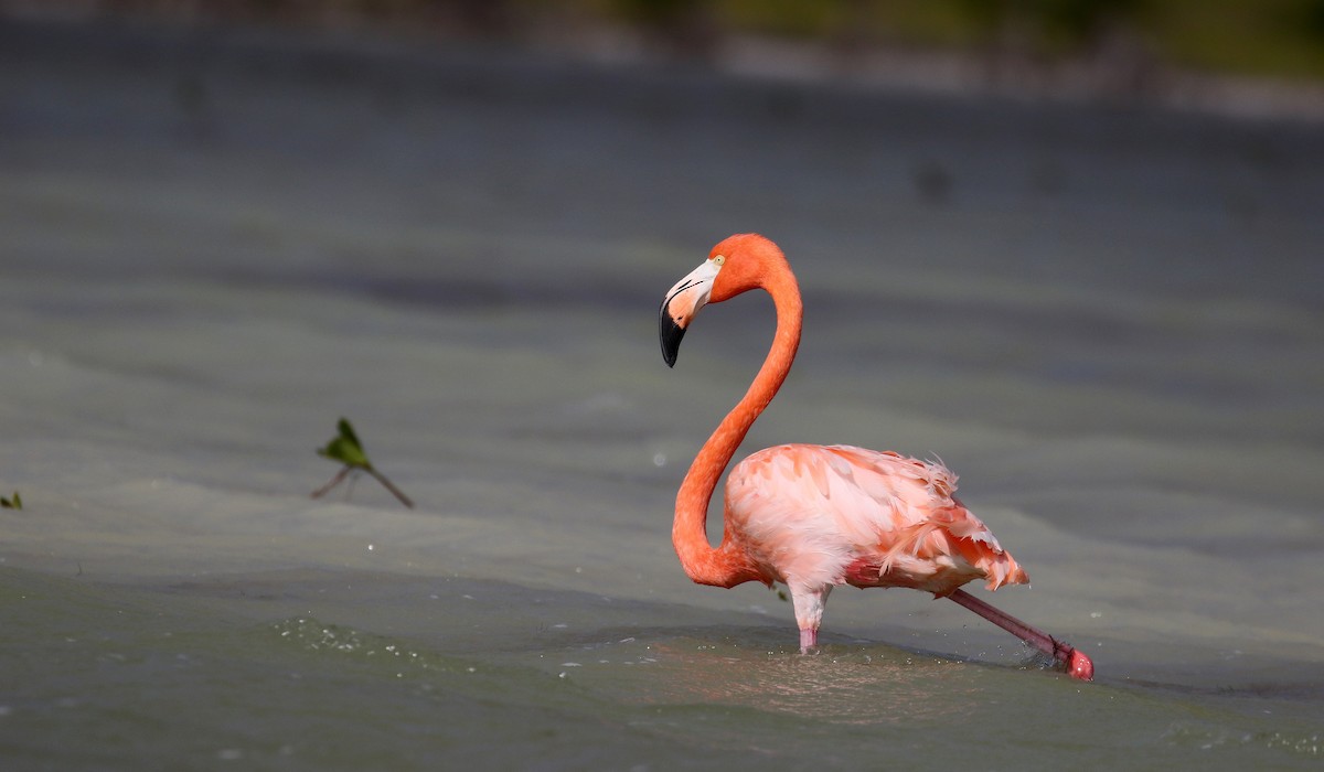 American Flamingo - ML162294201