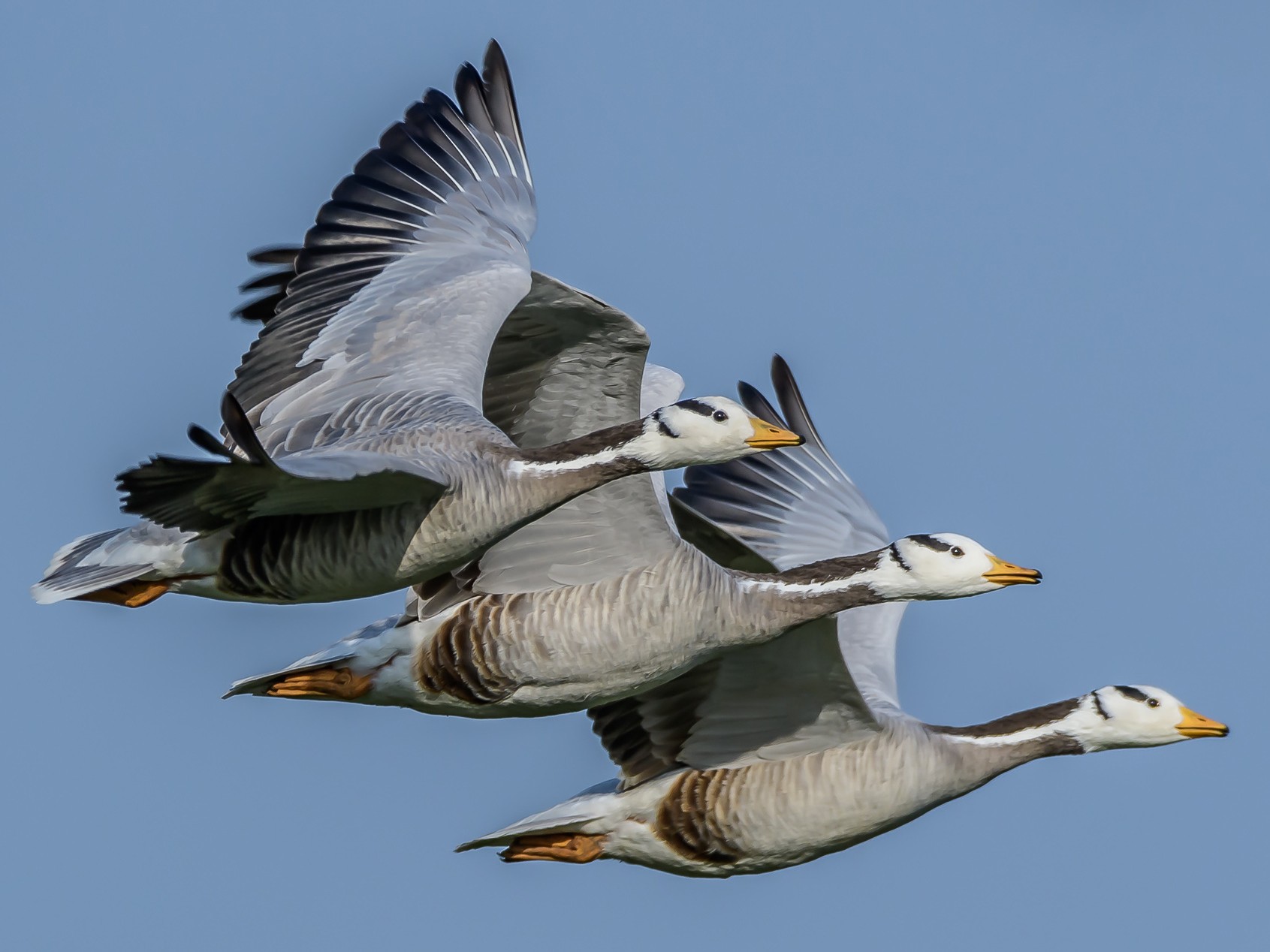 Barheaded Goose eBird