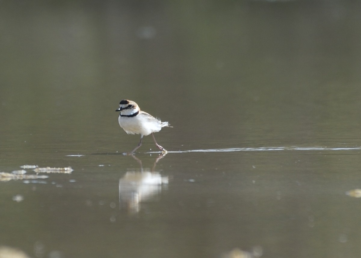 Collared Plover - ML162296191