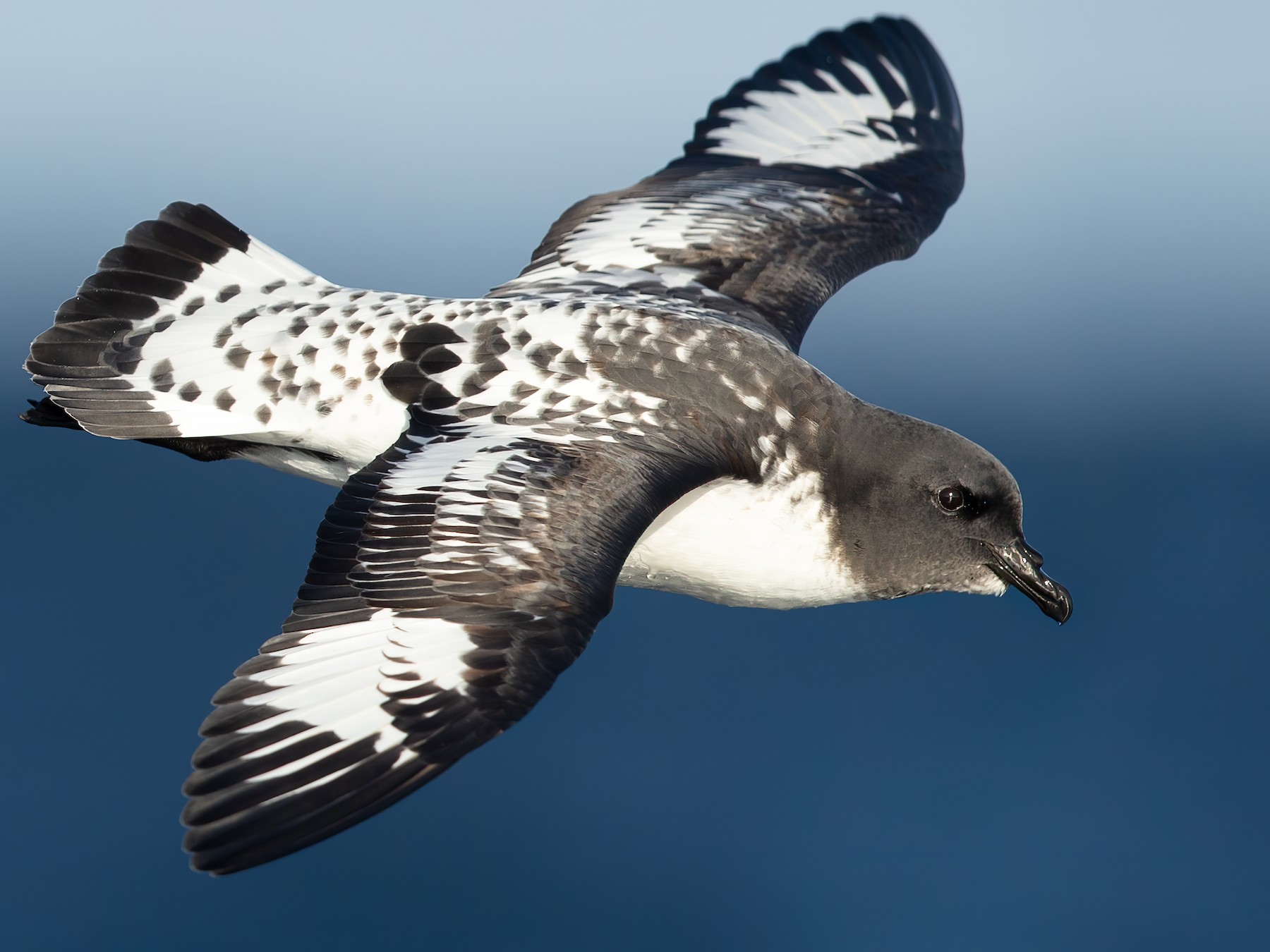 Cape Petrel, Daption capense Profile: Facts, Traits, Range, Diet