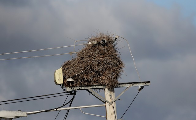 Nests built on artificial structure. - Palmchat - 