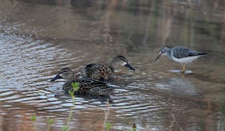 Blue-winged Teal, ML162298121