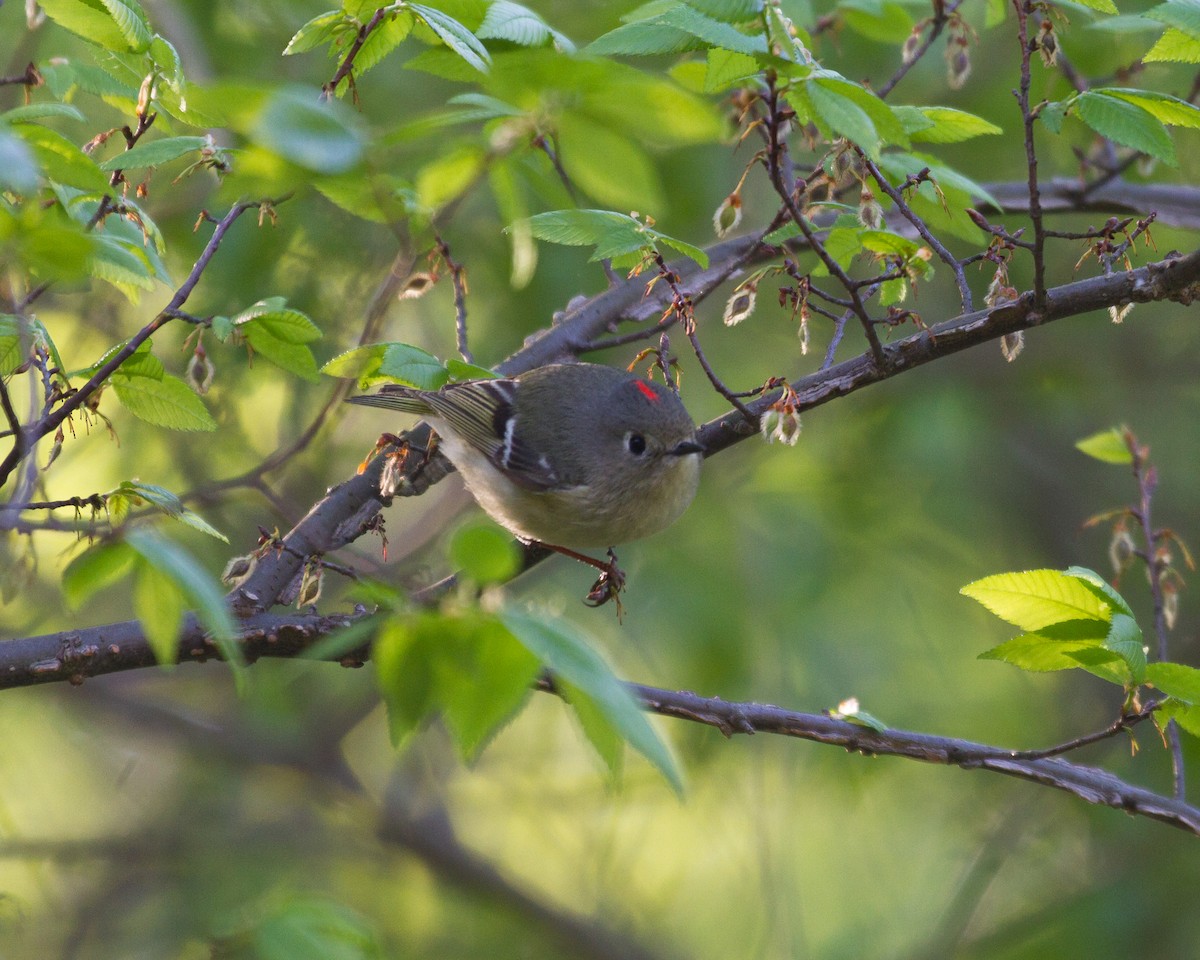 Ruby-crowned Kinglet - Todd Dixon