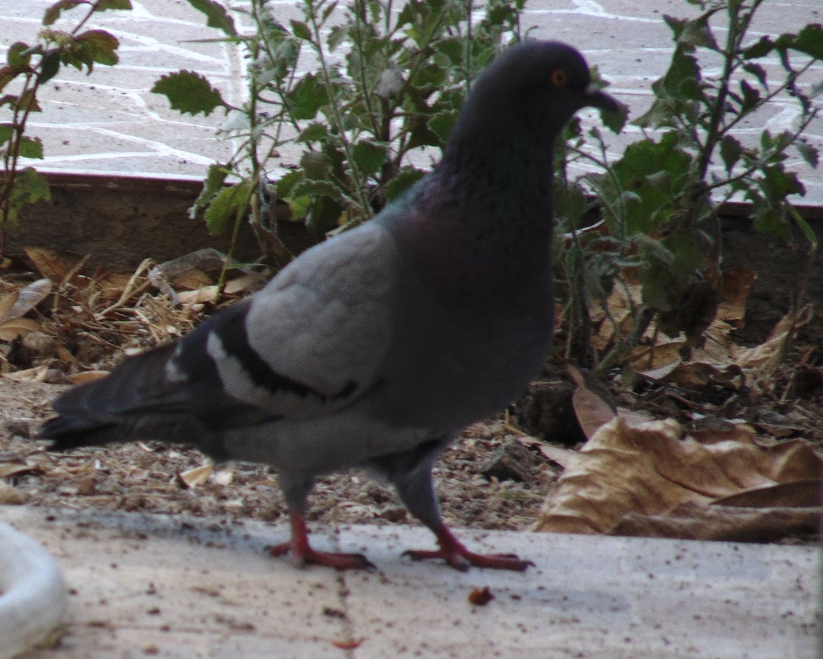 Rock Pigeon (Feral Pigeon) - Lance d'Ar