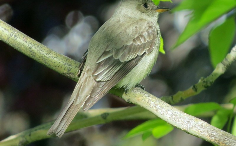 Willow Flycatcher - Patrick O'Driscoll