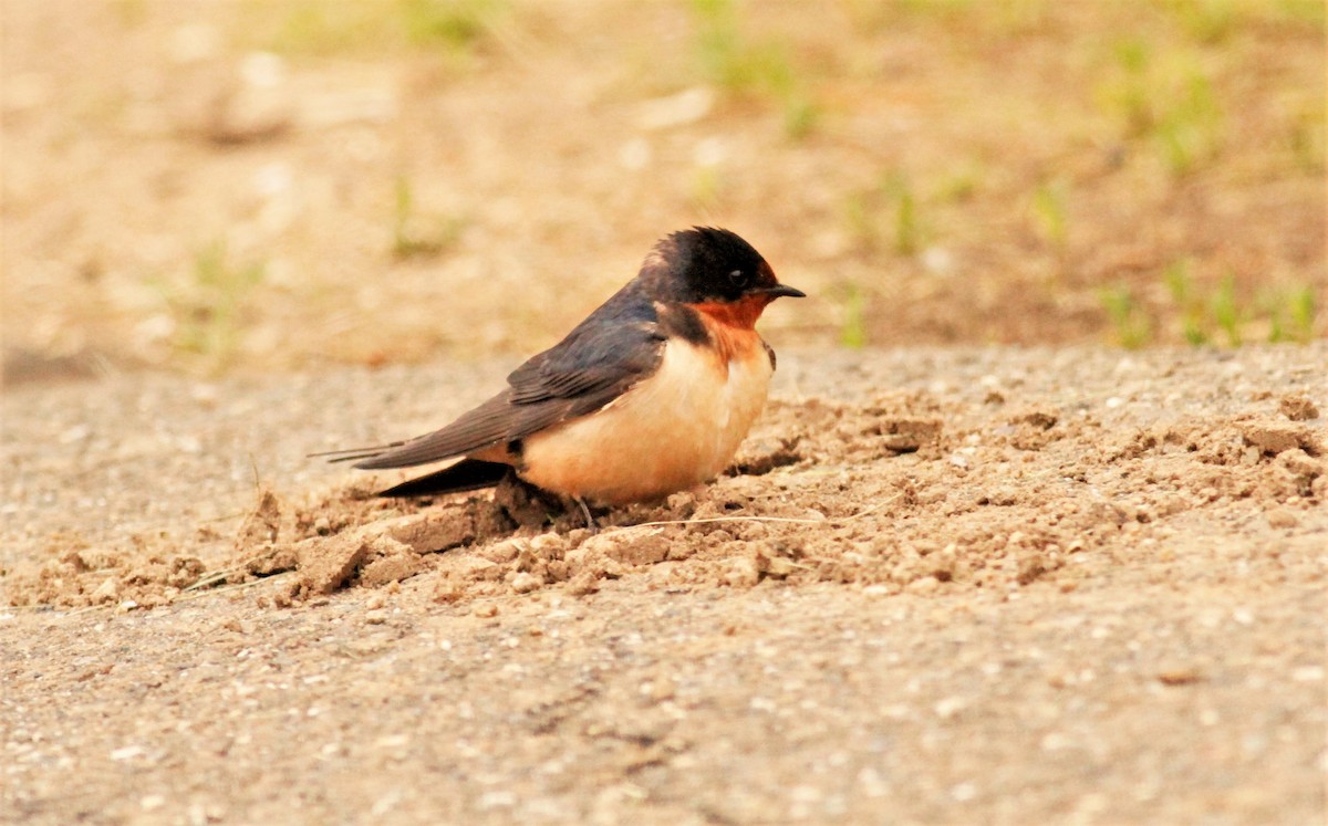 Barn Swallow - ML162316841