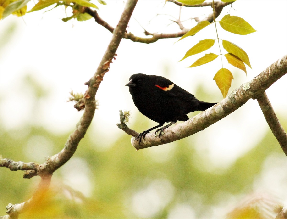 Red-winged Blackbird - James Sherwonit