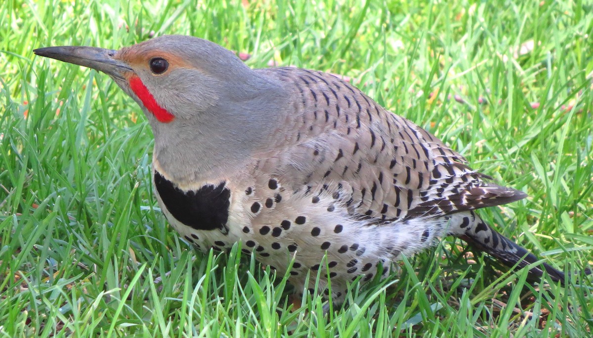 Northern Flicker (Red-shafted) - ML162318721