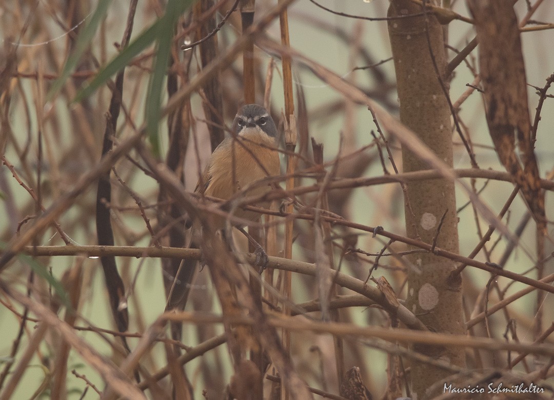Long-tailed Reed Finch - Mauricio Schmithalter