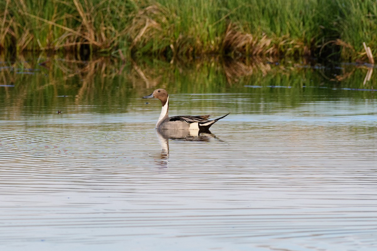 Northern Pintail - Brent Miller