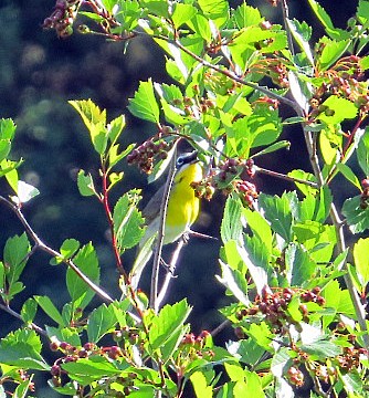 Yellow-breasted Chat - ML162320261