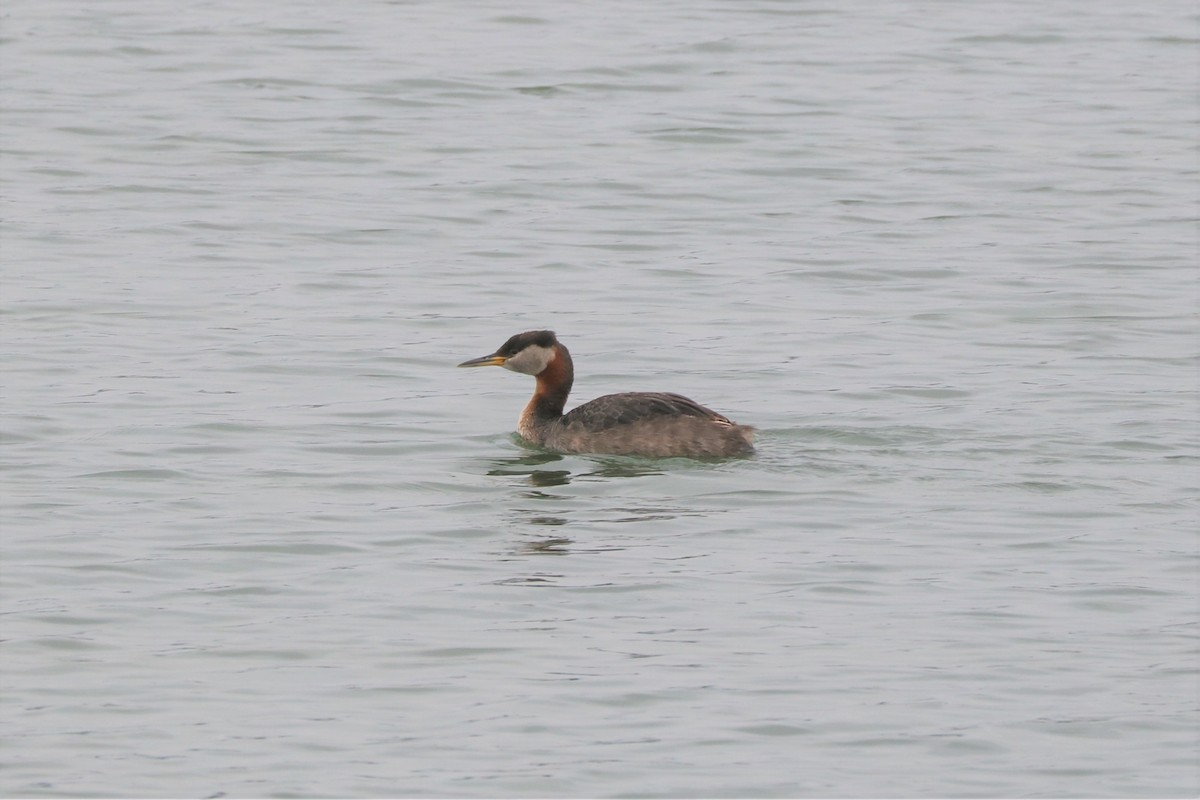 Red-necked Grebe - ML162320391