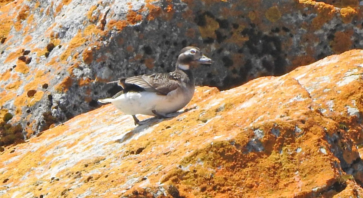Long-tailed Duck - ML162321781
