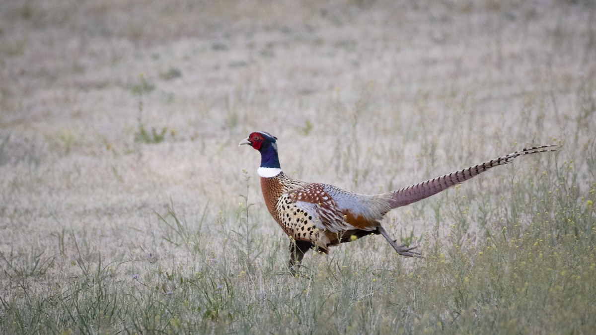 Ring-necked Pheasant - Bryan Calk