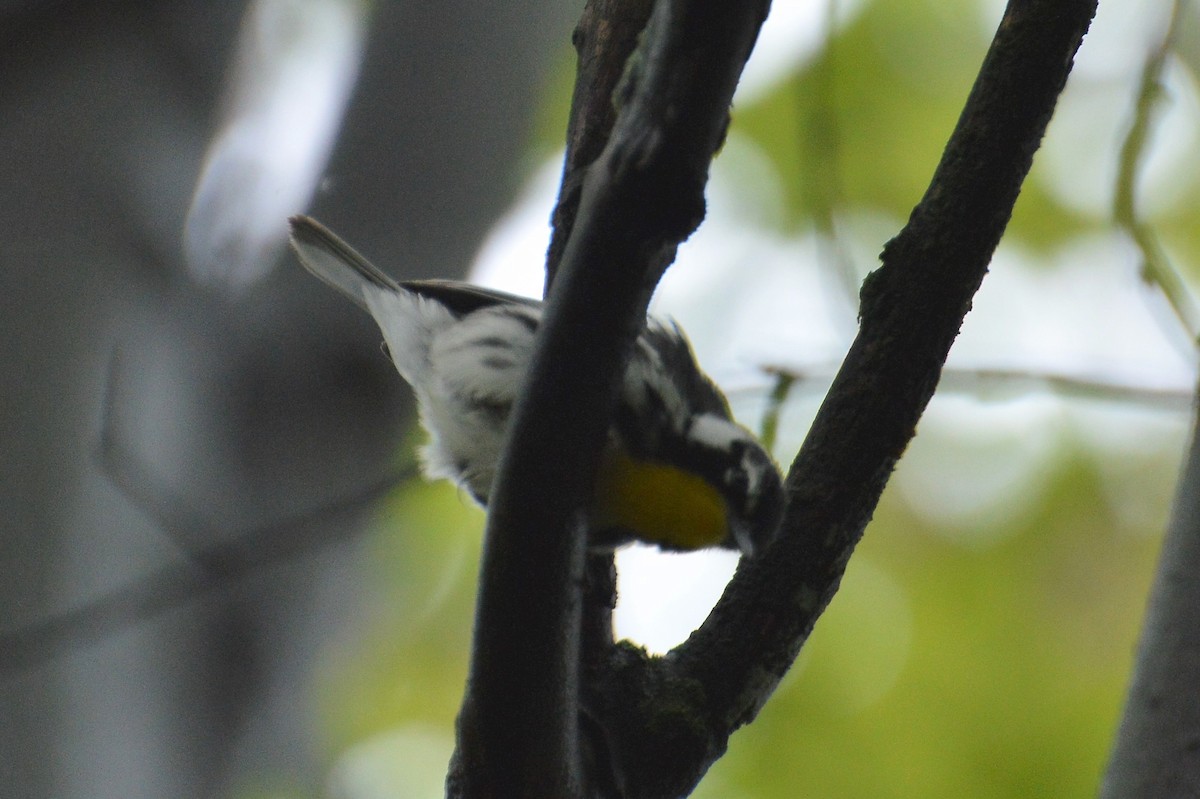 Yellow-throated Warbler - ML162327951