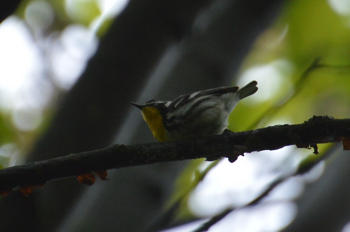 Yellow-throated Warbler - Wayne Grubert