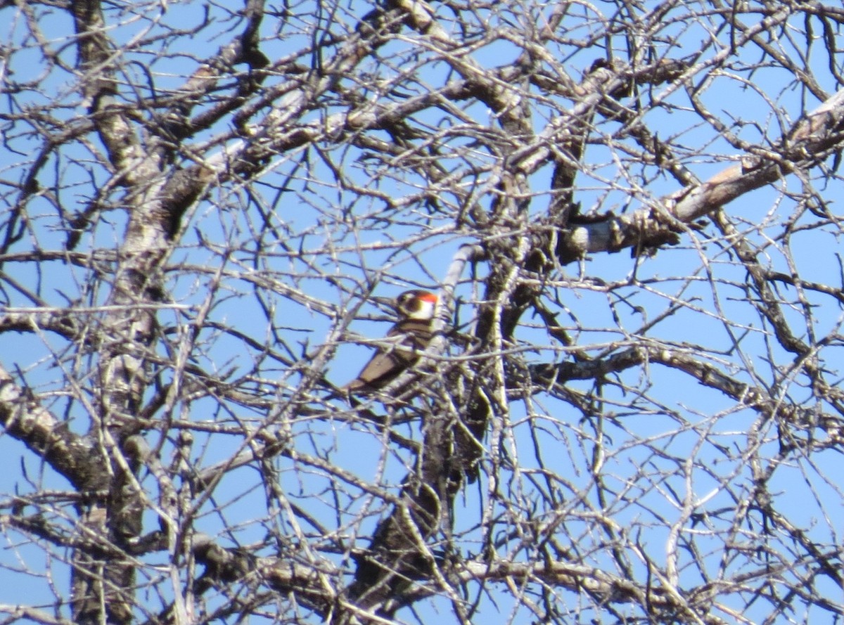 Arizona Woodpecker - ML162328991
