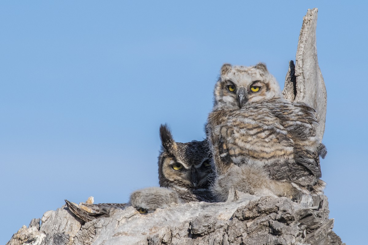 Great Horned Owl - Bryan Calk