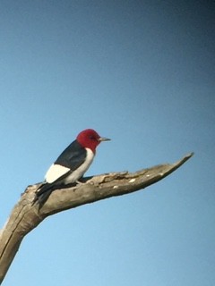 Red-headed Woodpecker - ML162331651