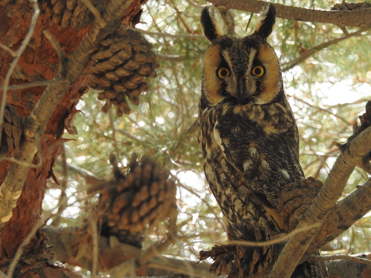 Long-eared Owl - ML162332481