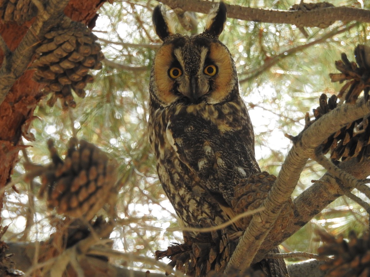 Long-eared Owl - ML162332961
