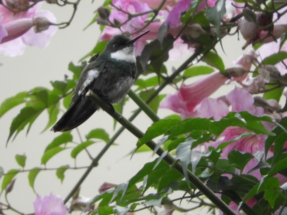 White-throated Hummingbird - Silvia Enggist