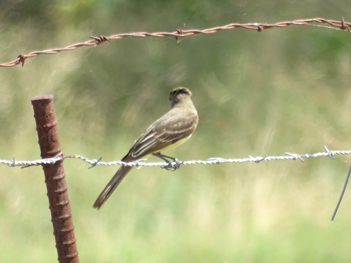 Great Crested Flycatcher - ML162338501