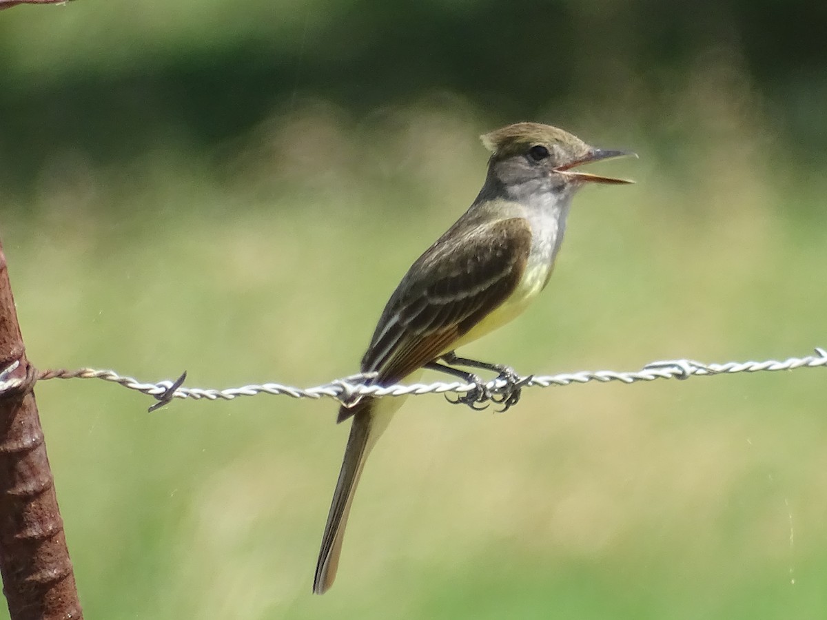 Great Crested Flycatcher - Susan Andres