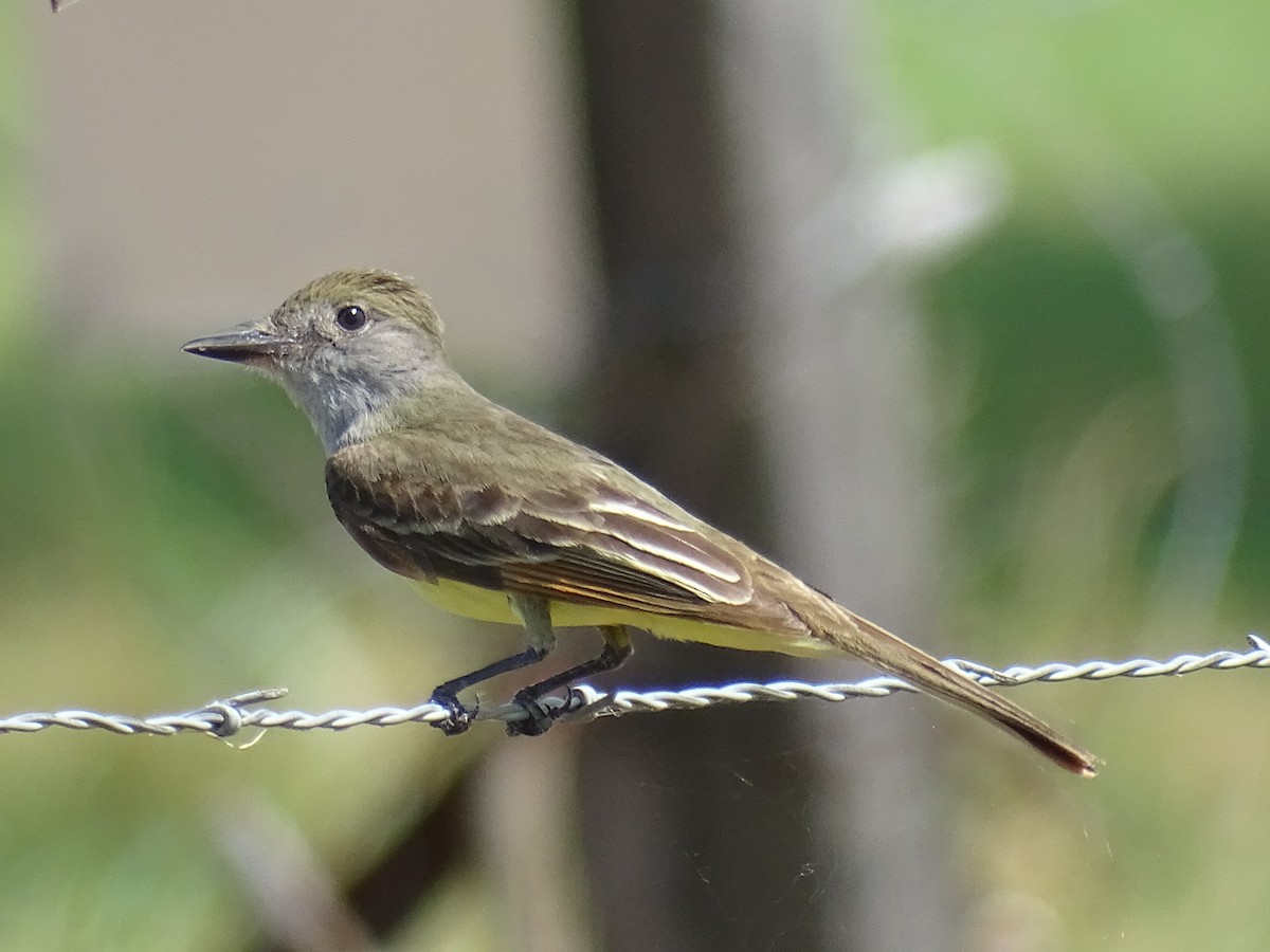 Great Crested Flycatcher - ML162339001
