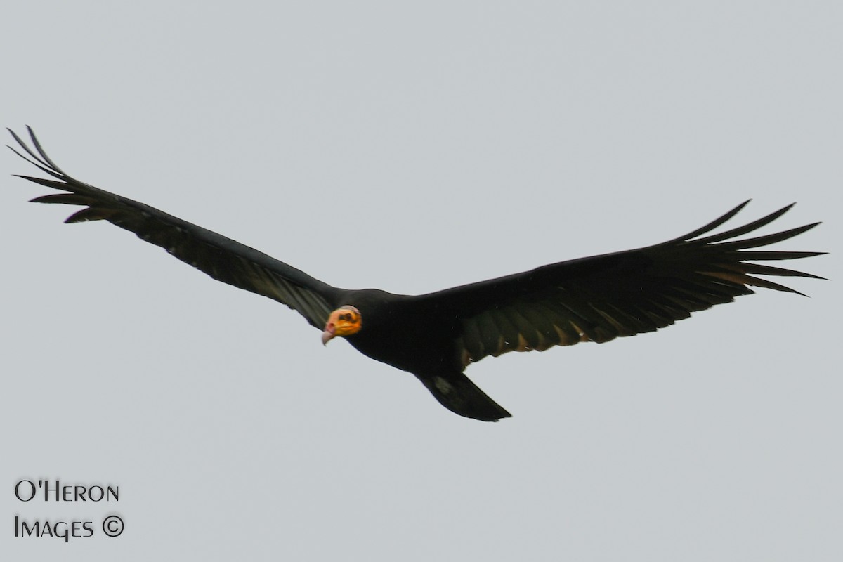 Greater Yellow-headed Vulture - Alan OHeron