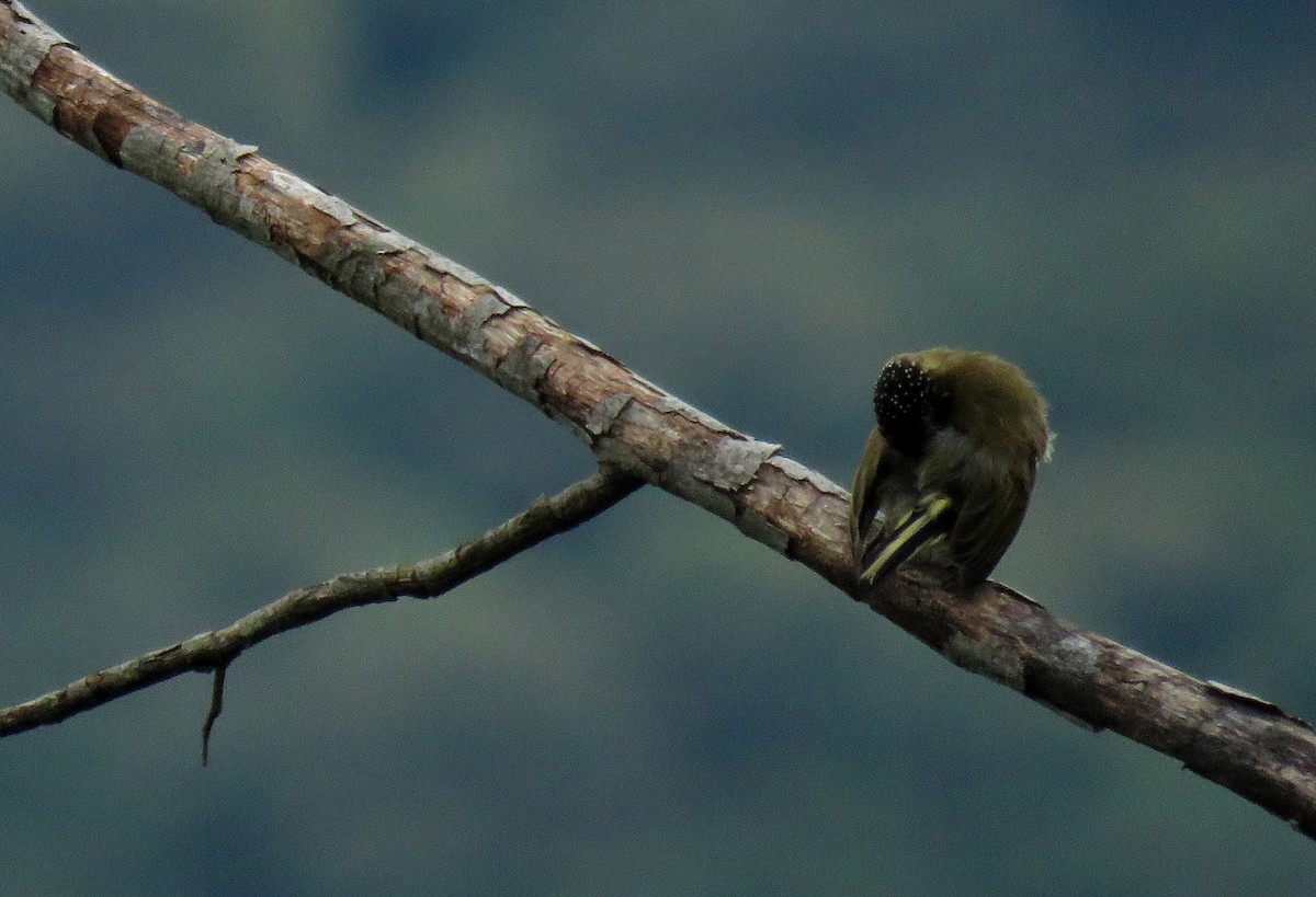 Olivaceous Piculet - ML162351781