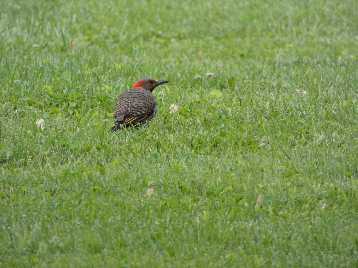 Northern Flicker (Yellow-shafted) - ML162353781