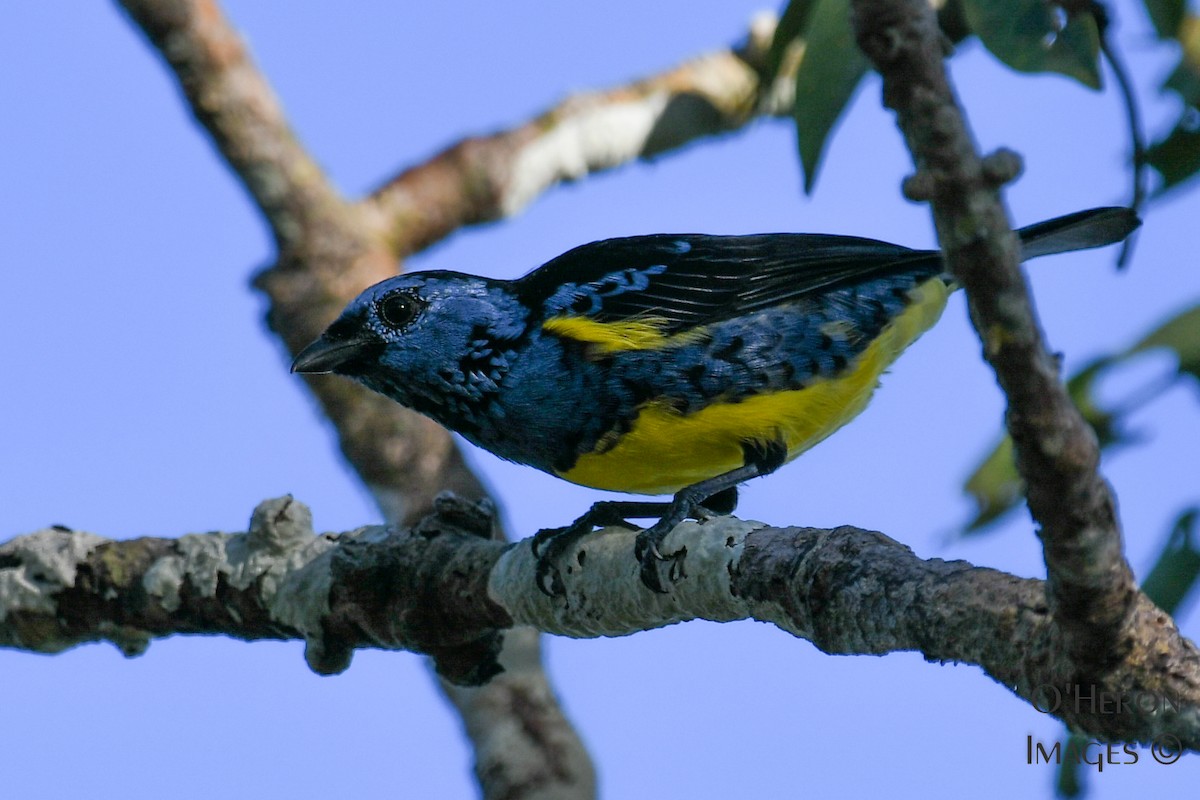 Turquoise Tanager - ML162355881