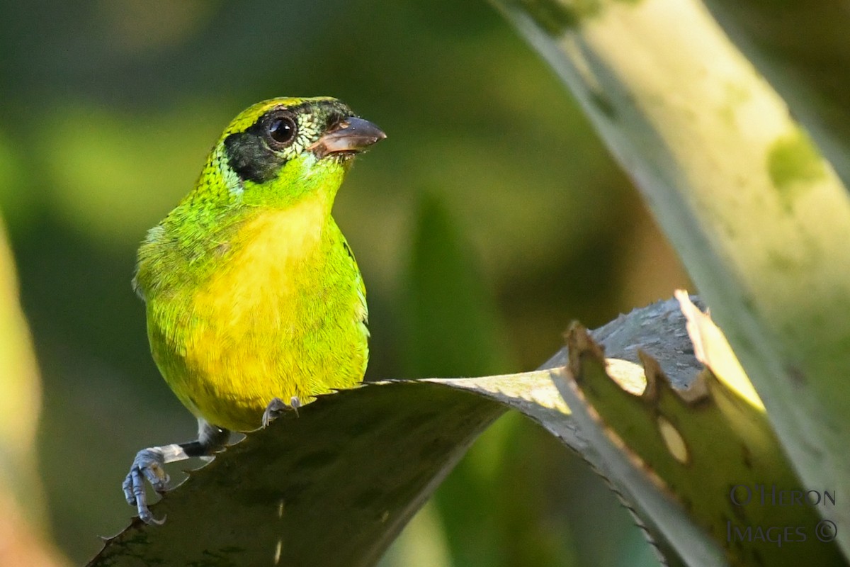 Green-and-gold Tanager - ML162355981