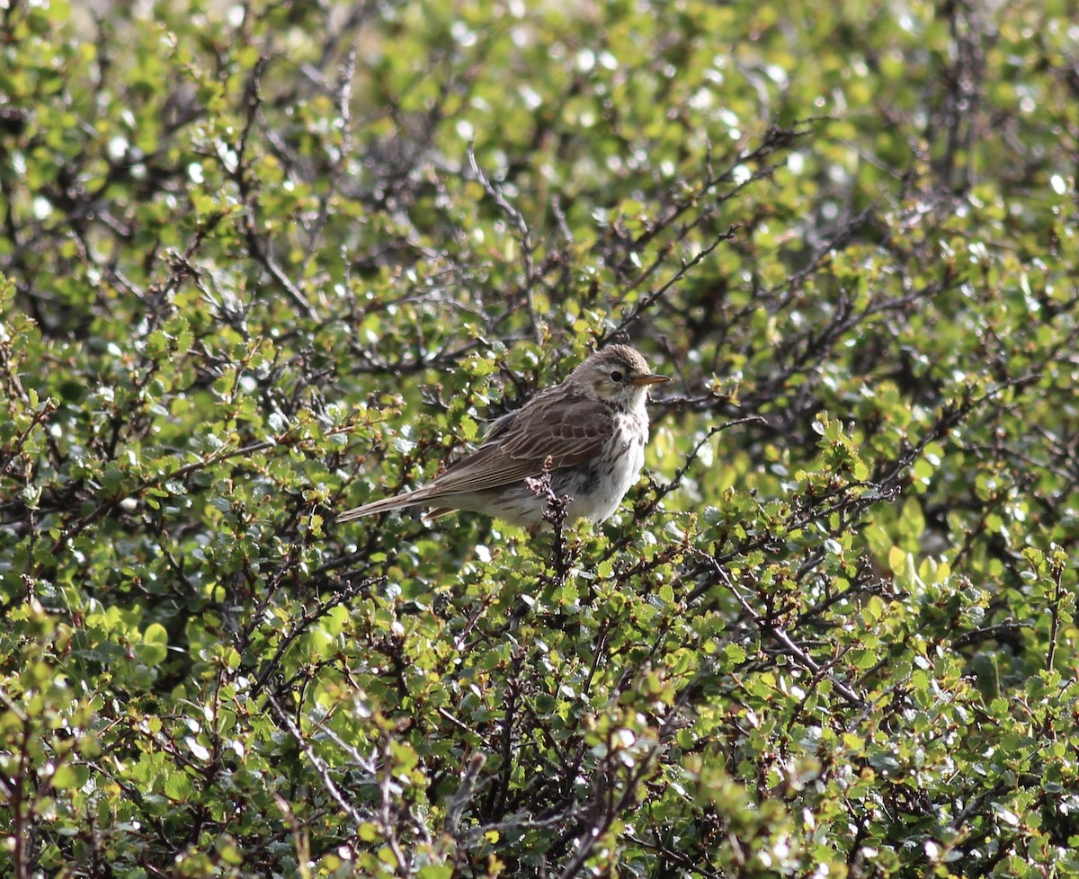 Meadow Pipit - ML162357521