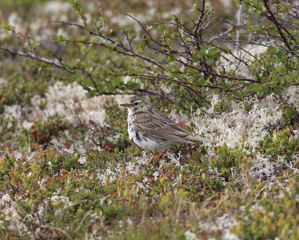 Meadow Pipit - ML162357531