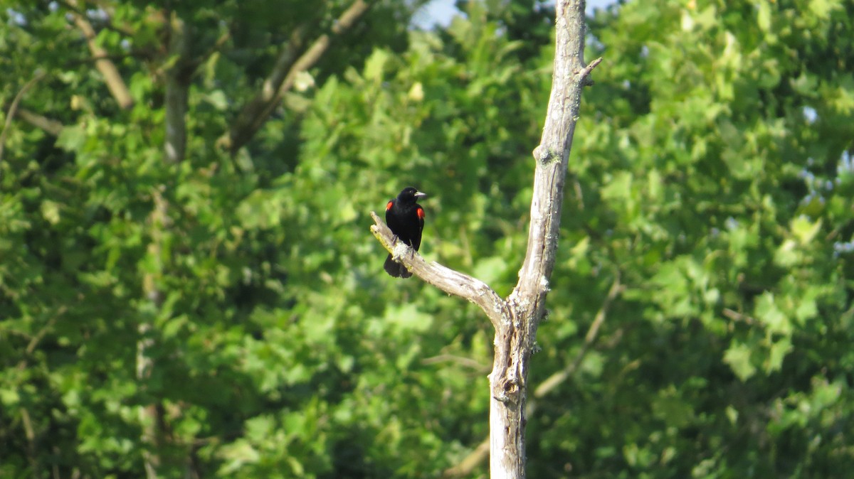 Red-winged Blackbird - ML162360961