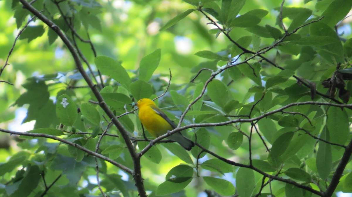 Prothonotary Warbler - ML162361431