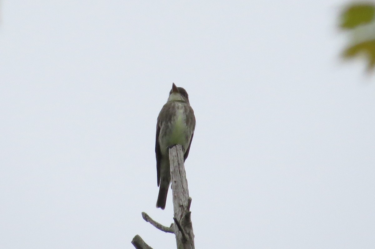 Olive-sided Flycatcher - Claire Caron