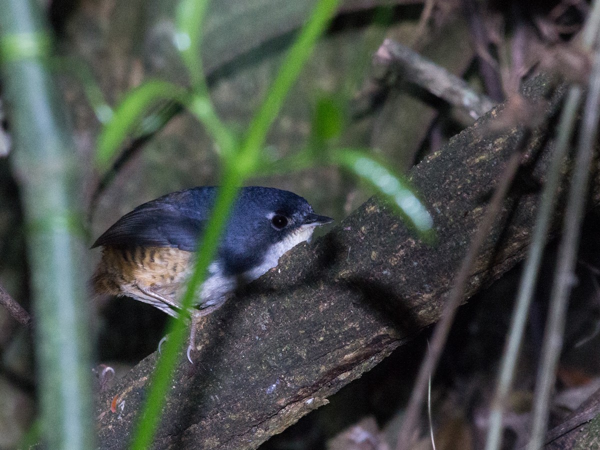 White-breasted Tapaculo - ML162365051