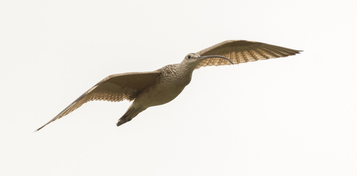 Long-billed Curlew - ML162367161