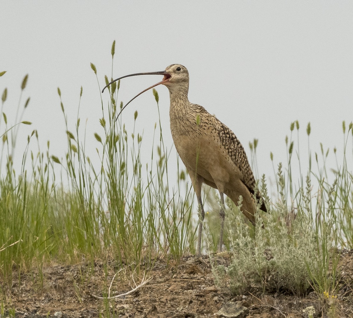 Long-billed Curlew - ML162367251