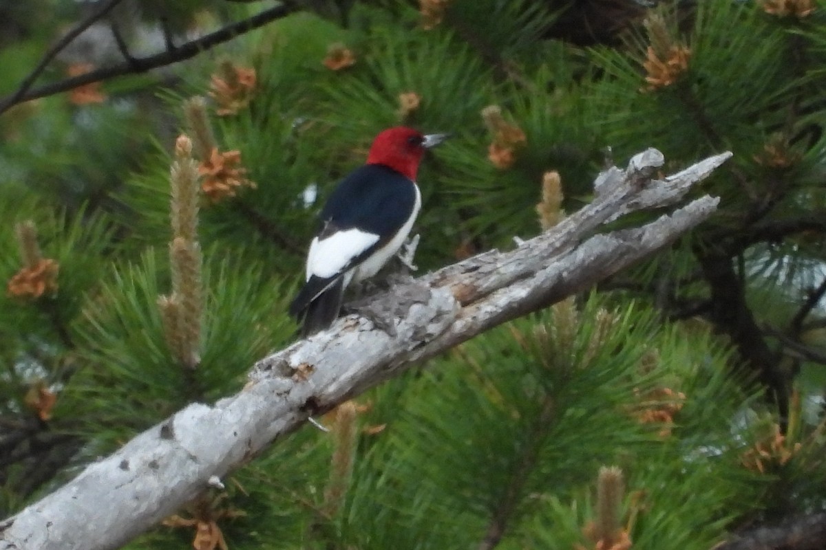 Red-headed Woodpecker - Marti Horman