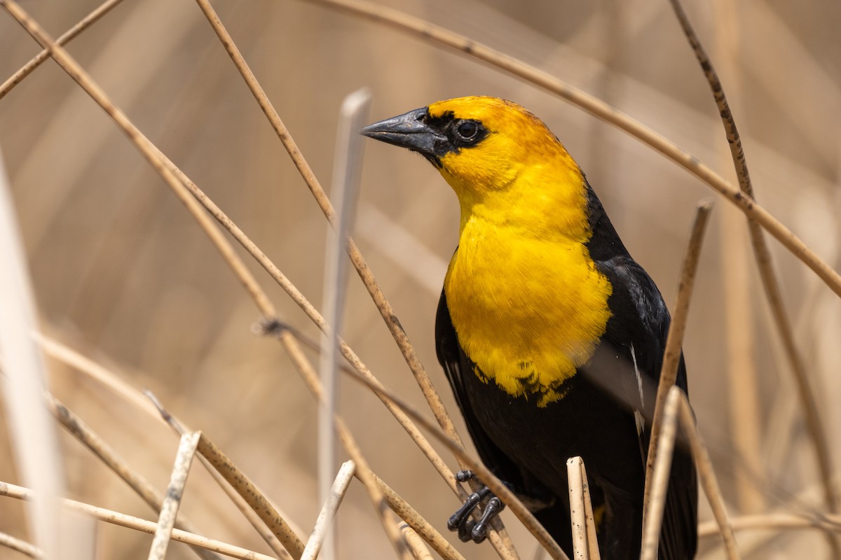 Yellow-headed Blackbird - ML162369471