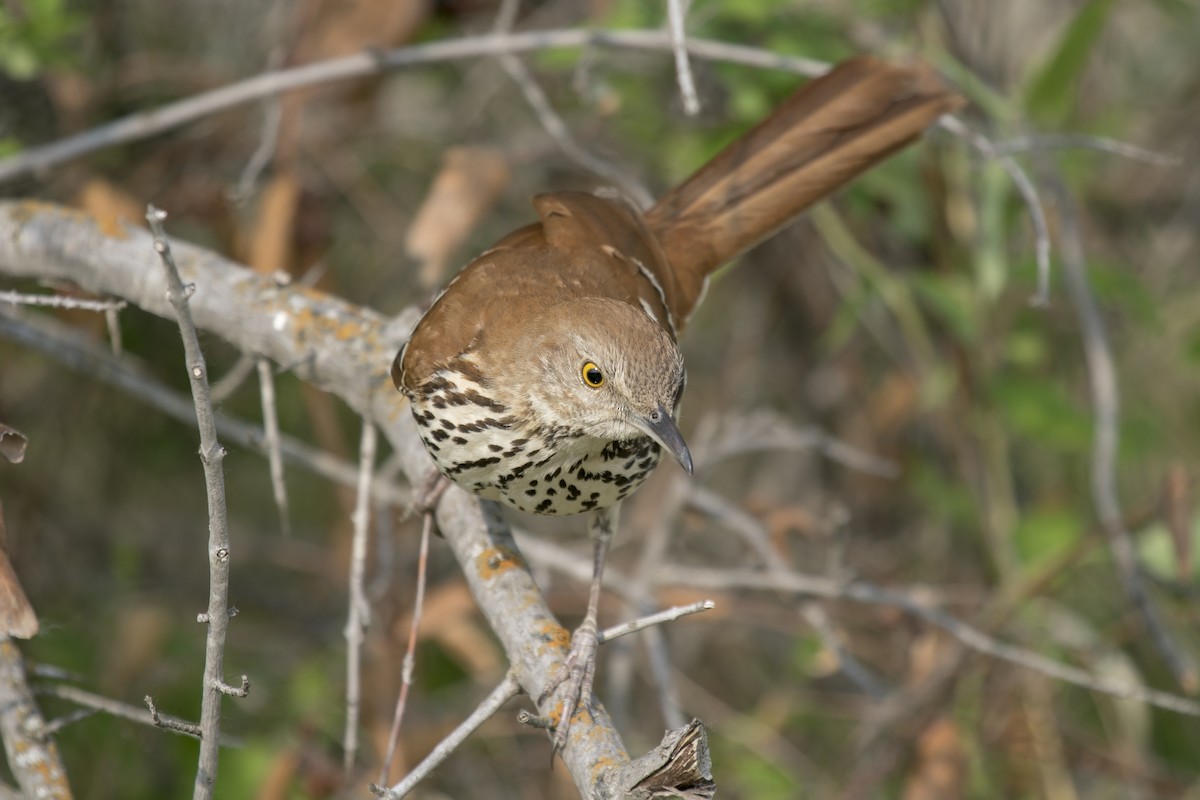 Brown Thrasher - Janet Hill