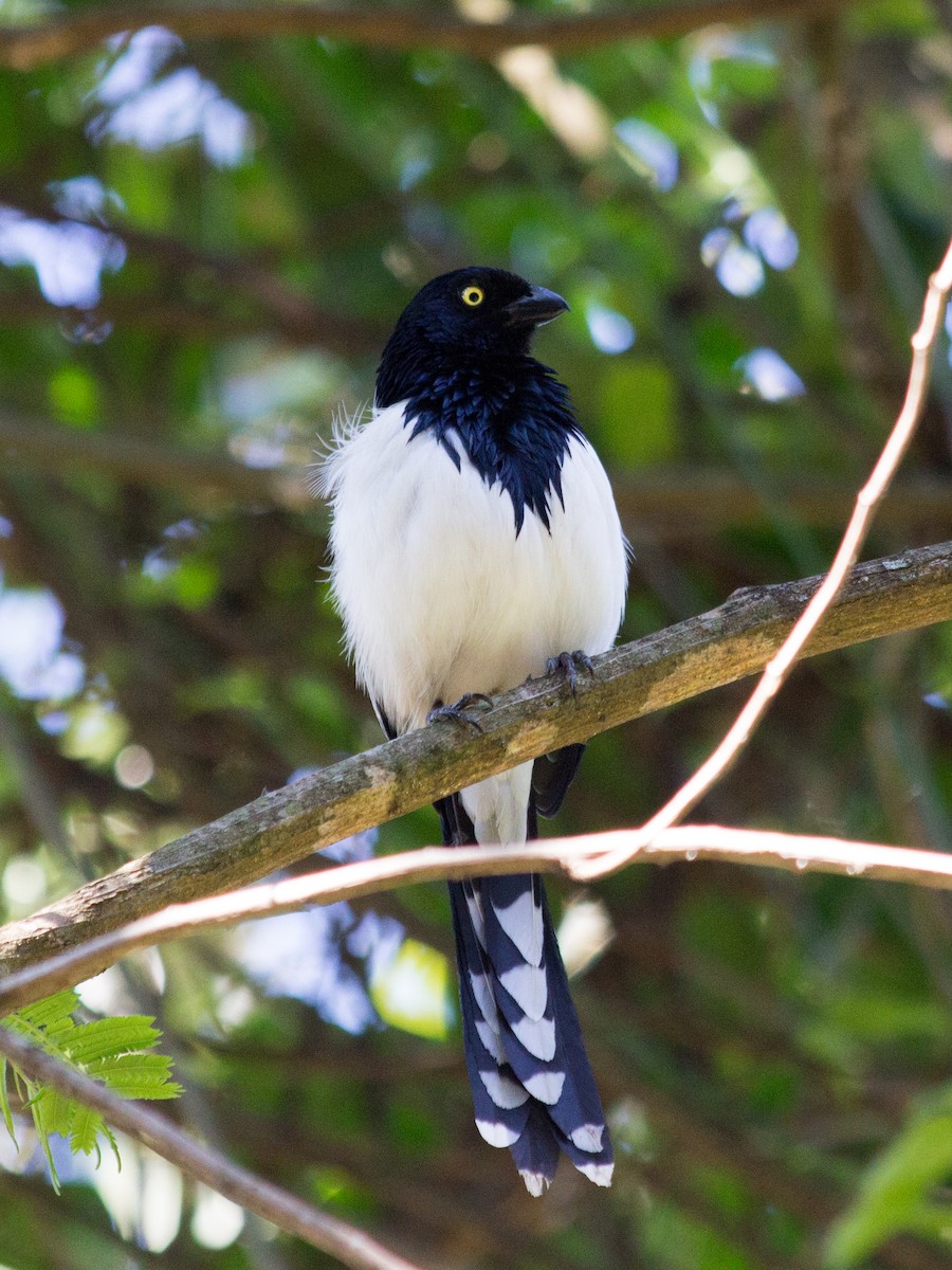 Magpie Tanager - ML162374331