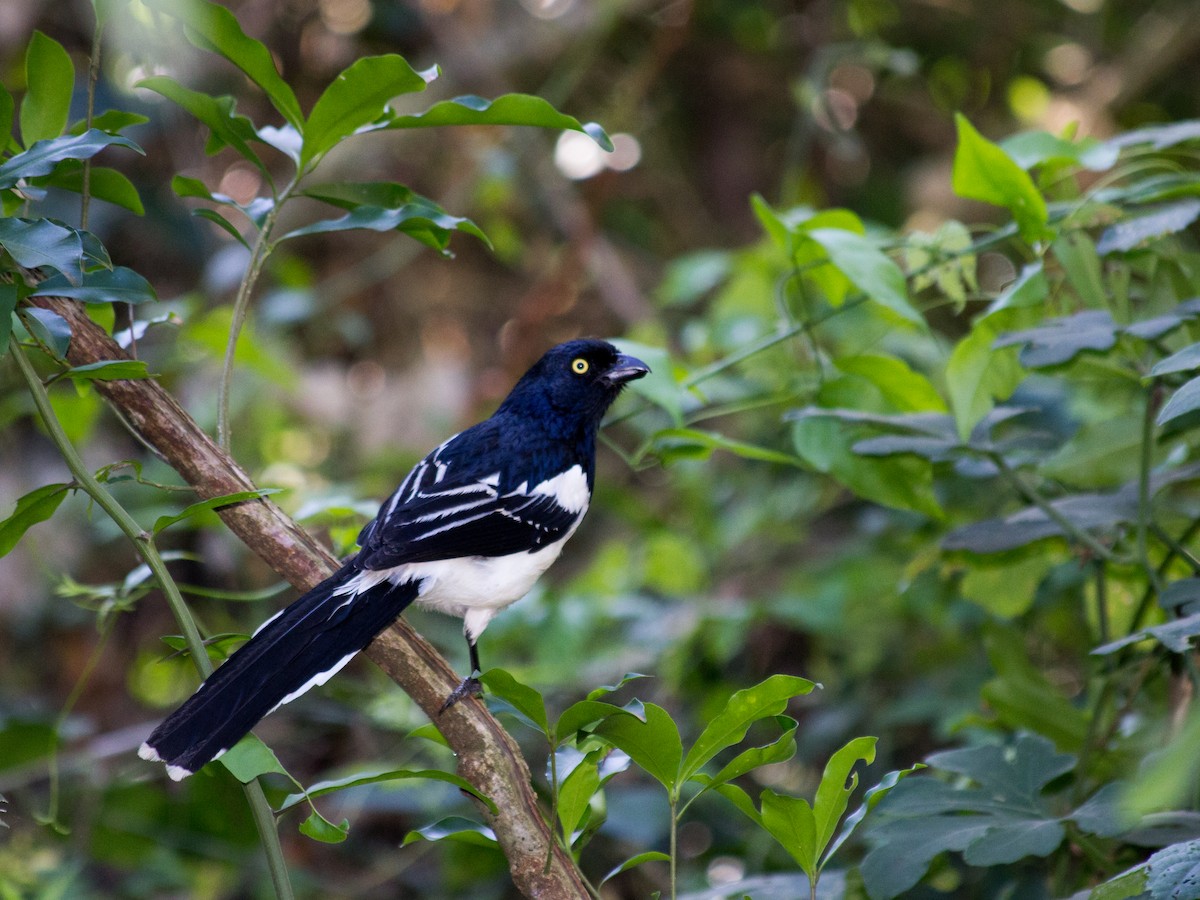 Magpie Tanager - ML162374561