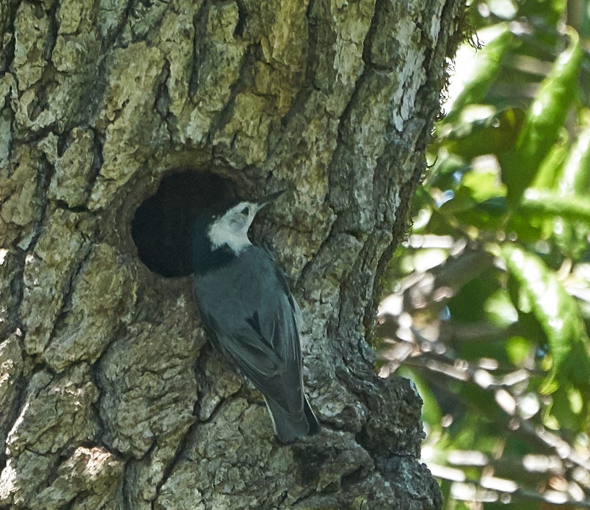 White-breasted Nuthatch - ML162381471